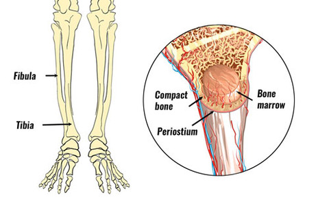 shin-splints-anatomy500b