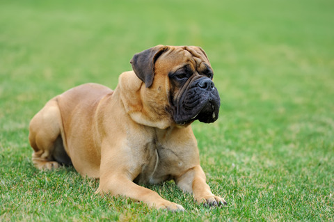 english-mastiff002
