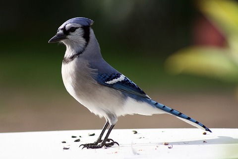 BZRRAX7