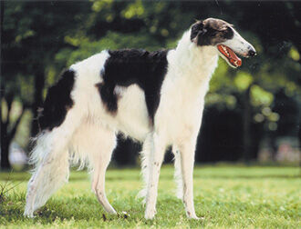 Borzoi2