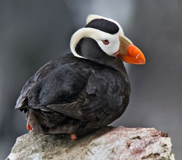 Tufted_Puffin_Alaska_(cropped)