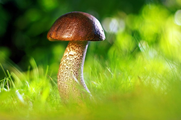mushroom-3587888_1280