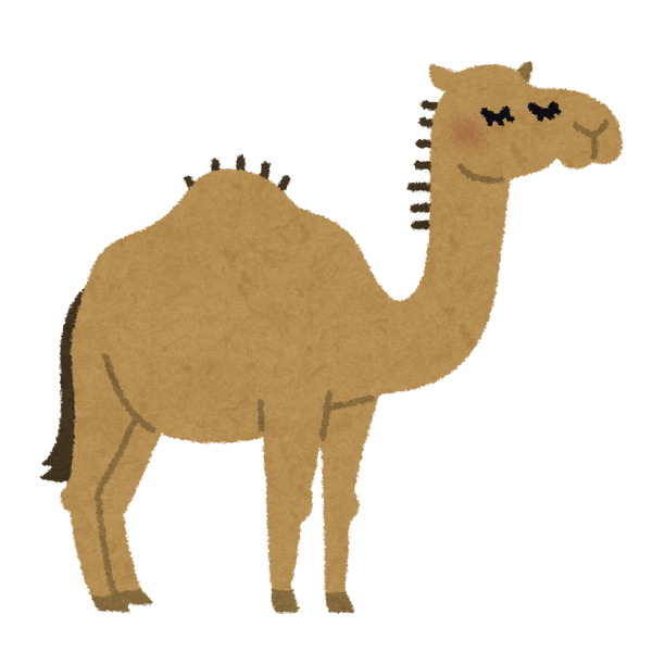 animal_rakuda_hitokobu