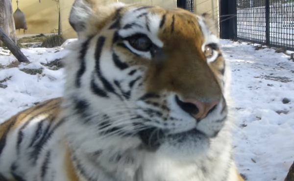 釧路市動物園の虎がめちゃかわいいとワイの中で話題に