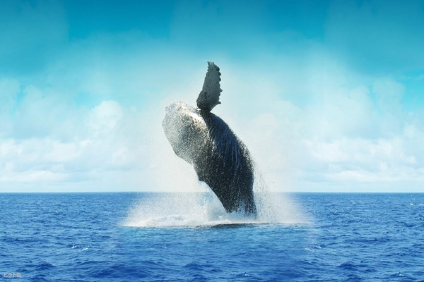 クジラの人生って想像したらめっちゃ怖くないか…？