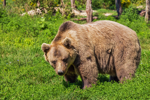 ヤフコメ民「クマを駆除するな」という苦情に対して正論を言い放つ