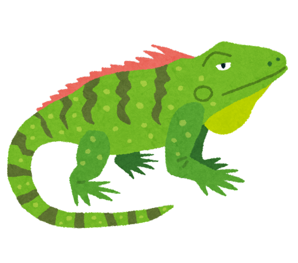 animal_iguana