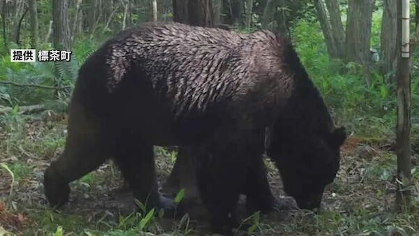 北海道で猛威を振るった熊「OSO18」、あっけなく駆除される