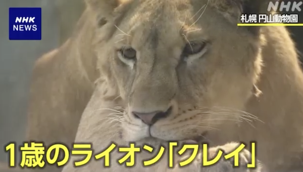 【悲報】札幌円山動物園のオスのライオン、メスのライオンだった