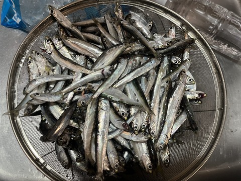 【画像】大都会東京で釣りした