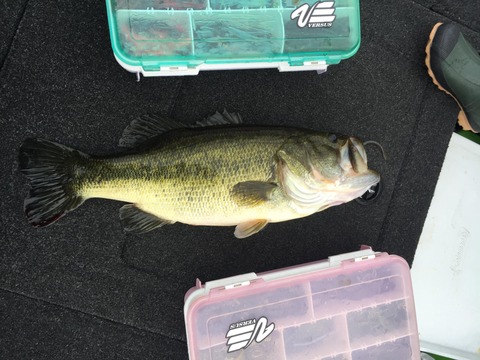 バス釣りとかいう超ナイトメアモードの釣り 釣りまとめ速報