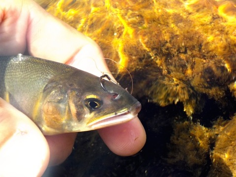 a2d2890725b9e82cf29906d7dab34f06_s