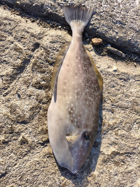 【画像】クソデカハゲが釣れた