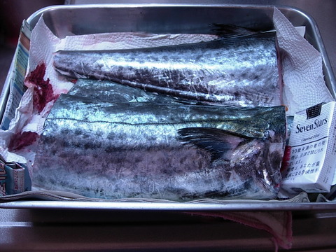 【画像】昨日サワラ釣ったで