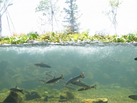 8e51eed2dc41c2c4af427ef3e1c6409e_s