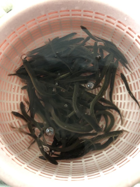 画像 どじょう売ってたから卵とじ作ってみる 釣りまとめ速報