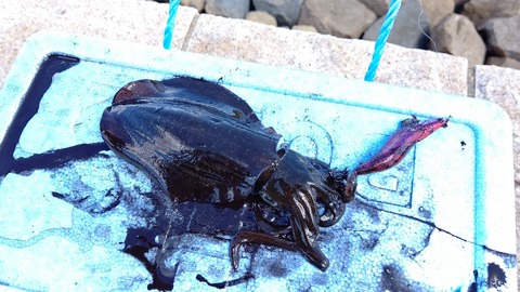 イカちゃん釣れたから見て