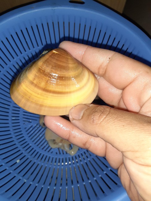 ワイ 今から大量のハマグリを料理する 釣りまとめ速報