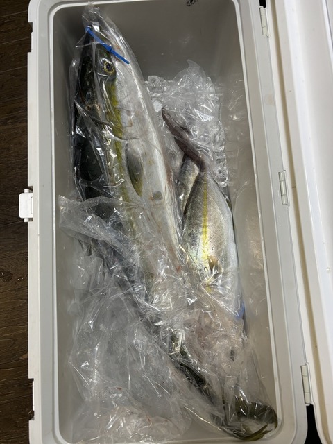 【画像】ブリ釣れた