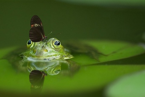 frog-540812_640