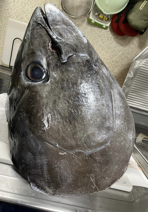 【画像】マグロの頭買ったらデカすぎな件、、