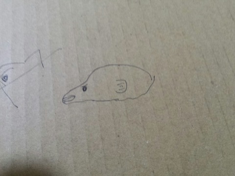 画像 謎の魚が釣れたんだが 何かわかる奴いる 釣りまとめ速報