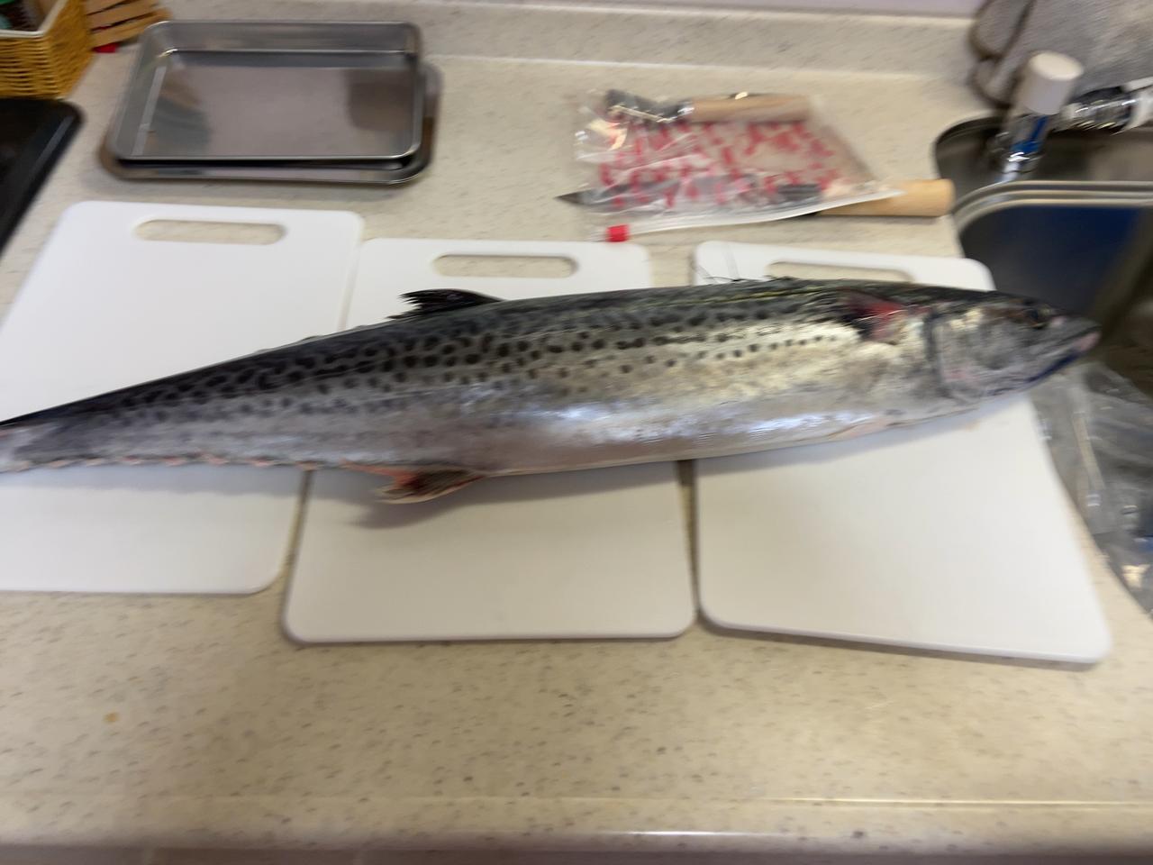 画像 お魚捌いたンゴ フィッシャーズ 釣り キャンプ アウトドア