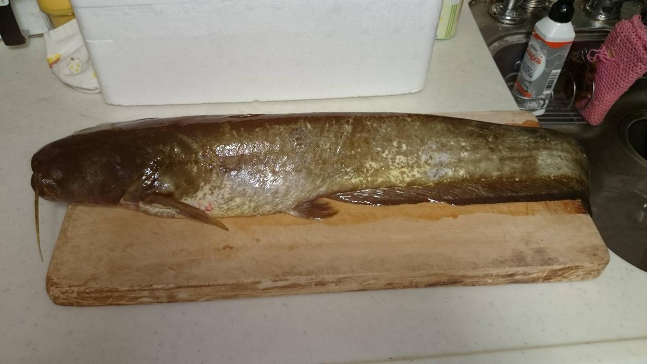 ナマズ 釣りまとめ速報 ナマズ 釣りまとめ速報