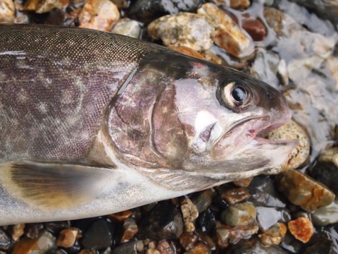 da0715beffcd72baca4c2d306c112fbf_s