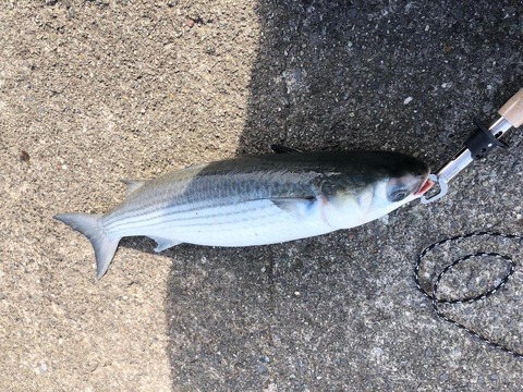 【画像】ワイが貰った魚、最高すぎる