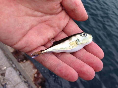 画像 フグ釣ったんやがwwwww 釣りまとめ速報