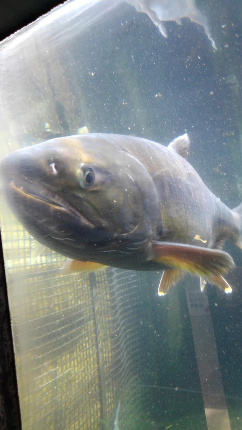 ダイワhrf 92hs 年12月08日の釣り最新ニュース あんぐらーず 魚釣り専門まとめアンテナ ダイワhrf 92hs 年12月08日の釣り最新ニュース あんぐらーず 魚釣り専門まとめアンテナ