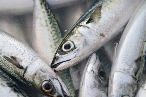 27709b66fc4ac59d88d94511ea5a911f_s