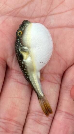 悲報 ワイ 釣りに行くもフグしか釣れない 釣りまとめ速報