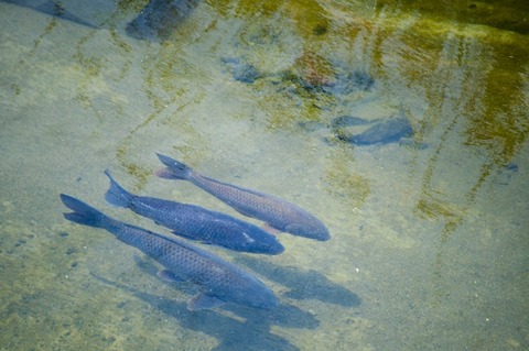 ドブ川の鯉を釣ってもいいものか 釣りまとめ速報 ドブ川の鯉を釣ってもいいものか 釣りまとめ速報