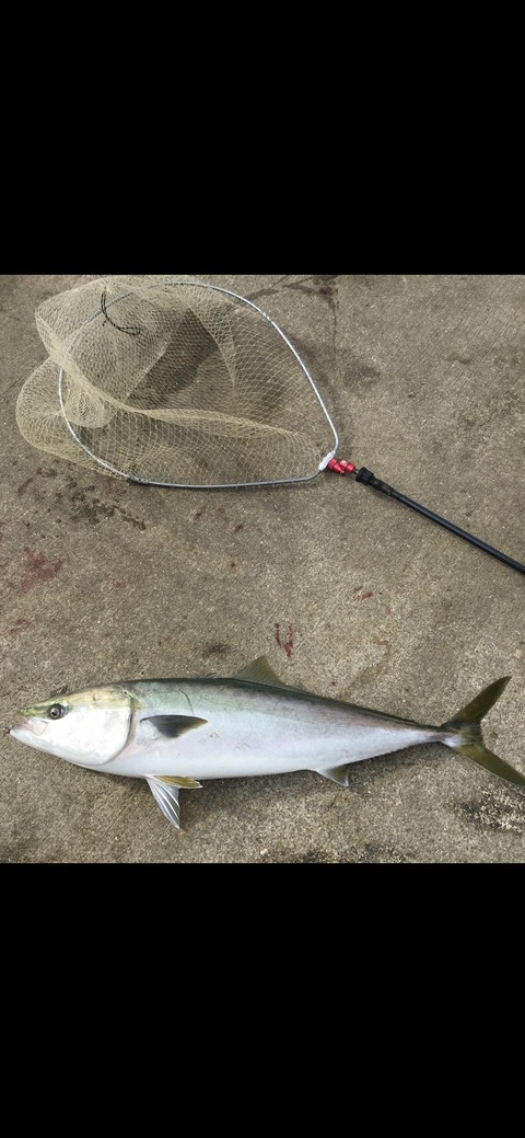 【画像】今日も魚釣りが楽しい