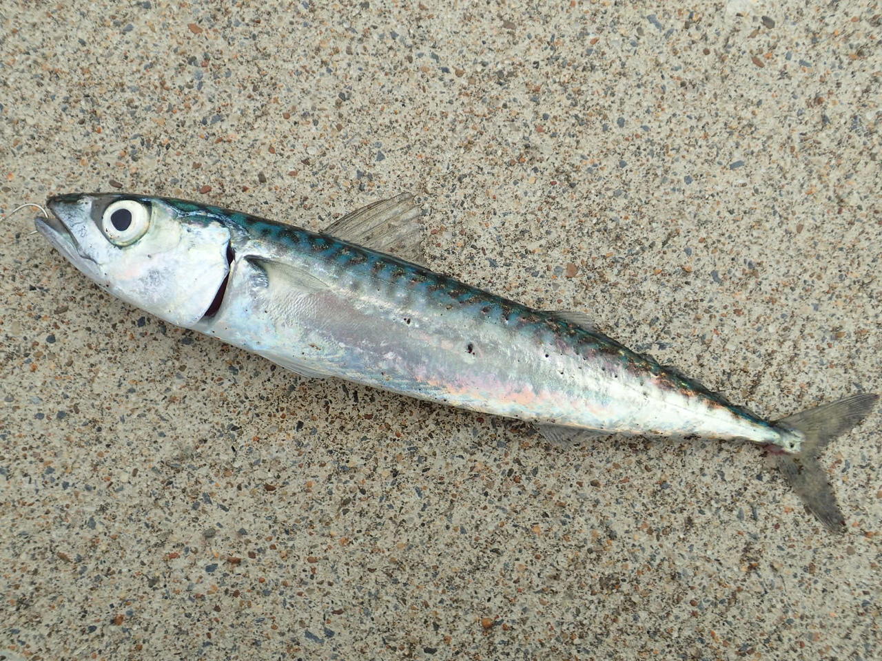 【朗報】ﾜｲ初めて鯖を釣る : 釣りまとめ速報
