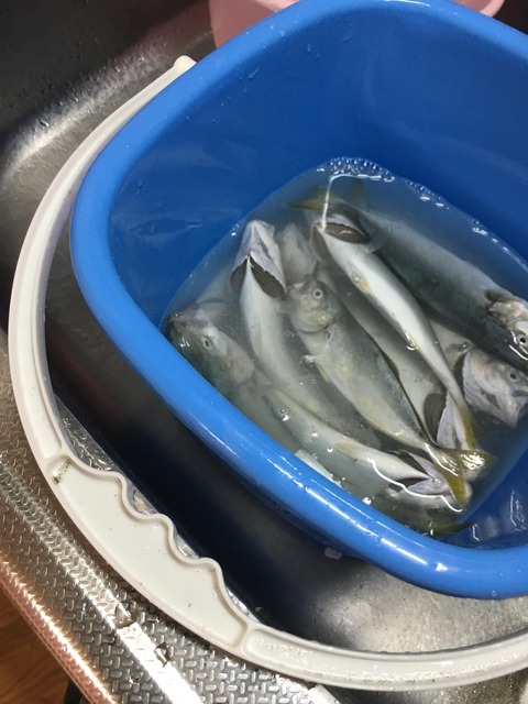 画像 海釣りで釣った魚食べるよ 釣りまとめ速報 画像 海釣りで釣った魚食べるよ 釣りまとめ速報