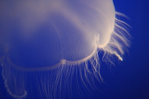 jellyfish-1149091_640