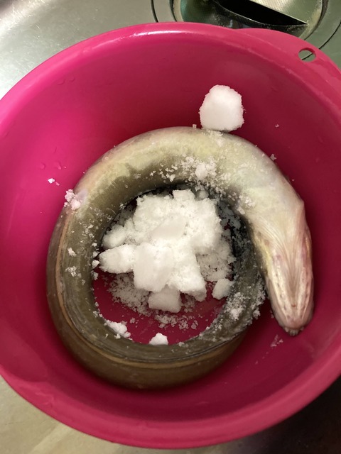 【画像】アナゴ食べたから貼る