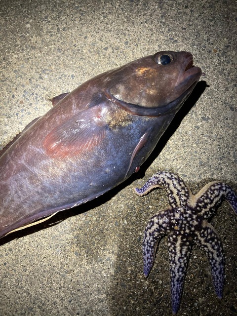 画像 東北で海釣り 蟹はいるカニ 釣りまとめ速報 画像 東北で海釣り 蟹はいるカニ 釣りまとめ速報