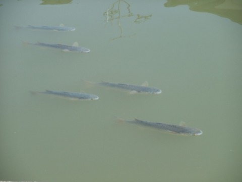 9e0df83d37610530b9b411c8ade394a8_s