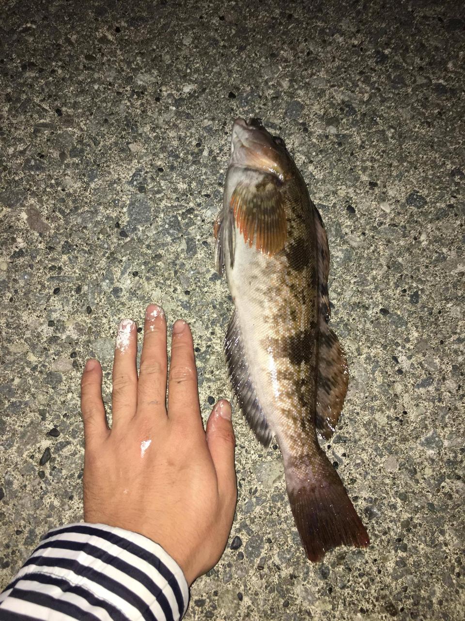 アイナメ 釣りまとめ速報