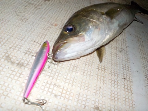 シーバス釣りたいンゴ 釣りまとめ速報