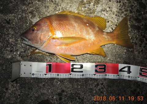 画像 今夜はシブダイを狙って夜釣りです 釣りまとめ速報