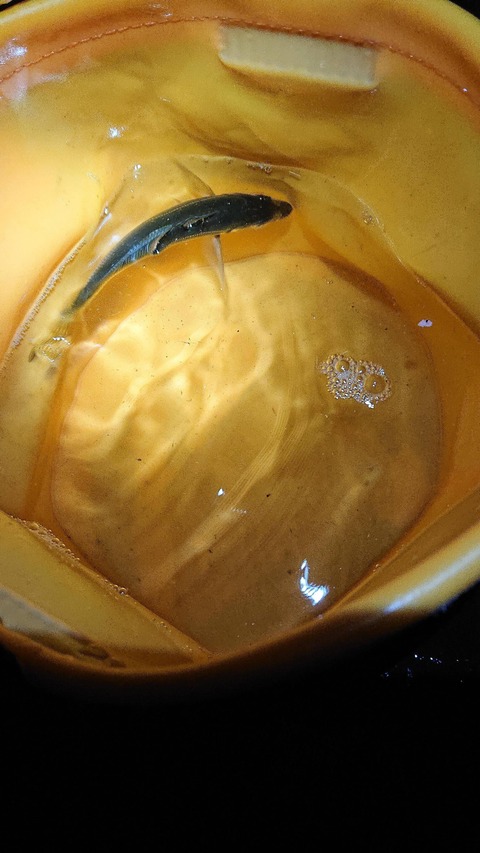 【画像】釣りきたで