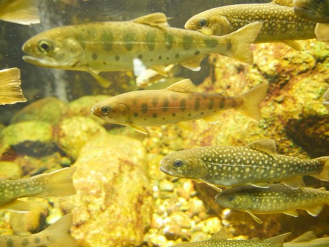 画像 魚突きが趣味の奴おるか 釣りまとめ速報 画像 魚突きが趣味の奴おるか 釣りまとめ速報