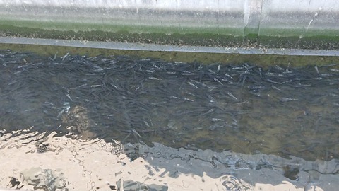 【画像あり】近所の川に魚が大量発生してるんだが