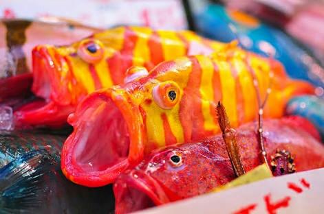 画像 沖縄で食べられてる魚の殆どがカラフルな熱帯魚ｗｗｗｗｗｗ 釣りまとめ速報