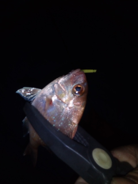 チヌとかいうくそ不味い魚 釣りまとめ速報